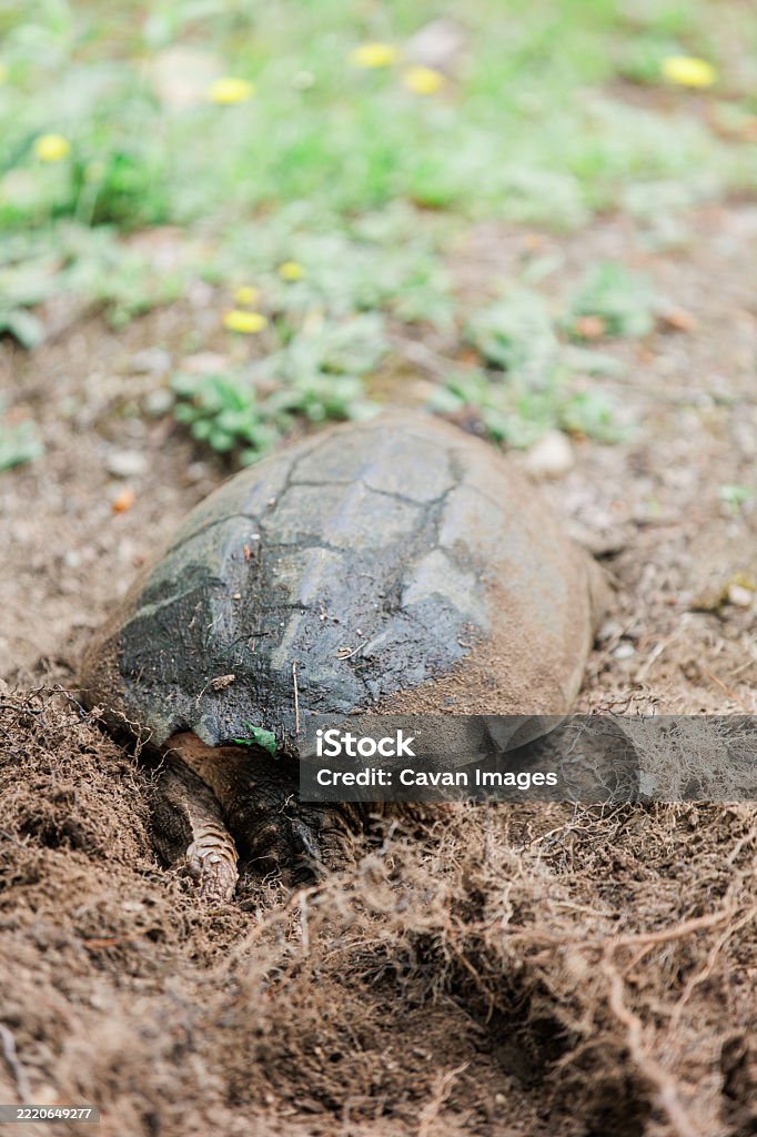 Turtle Shell Rucking Snapping Turtle Shell Covered In Dirt While Nesting In Framingham Ma ...