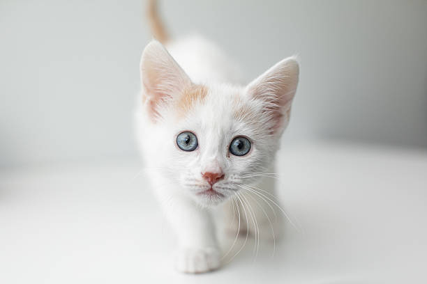istock Blue-eyed white kitten walking on white background with copy space 2220649493