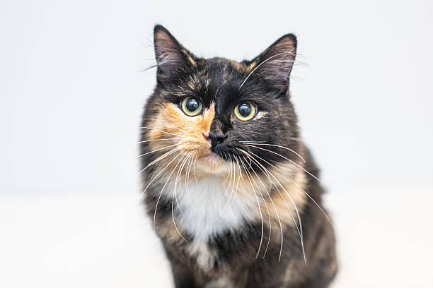 istock a calico cat with wide eyes and long whiskers on white background 2220649496