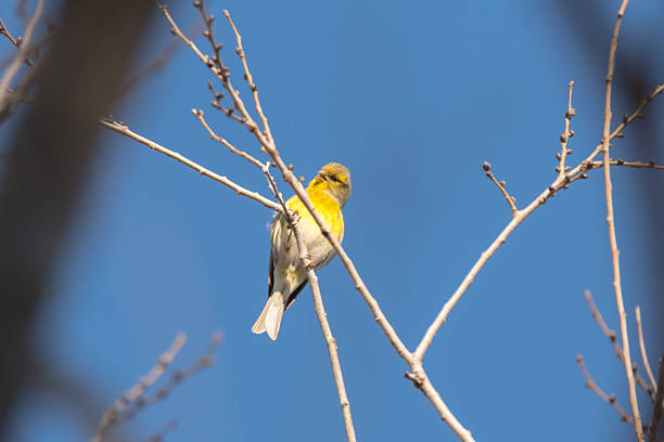 istock White-bellied canary bird Crithagra dorsostriata 2220649705