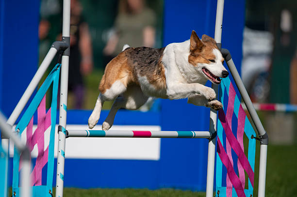 istock An Australian cattle dog running through obstacles during. 2220649997