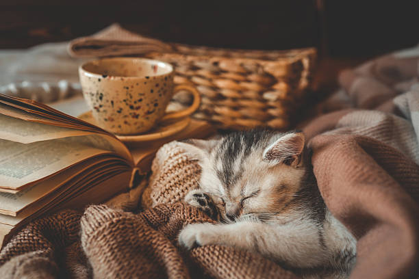 istock Sleeping kitten wrapped in soft brown knits next to an open book and ceramic cup, creating a warm and cozy autumn or winter reading scene 2220650240