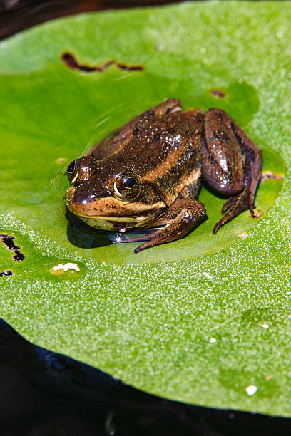 A carpenter frog sitting on a floating lily pad in the New Jerse in Hamilton Township, New Jersey, United States