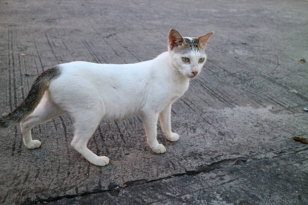 istock White cat standing on rough concrete street 2220652420