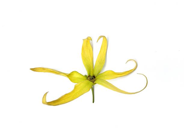 istock Ylang ylang flower (Cananga odorata) isolated on white background 2220652473