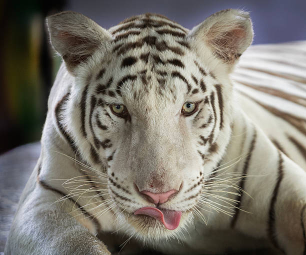 istock A young white tiger sleeps on display in a zoo. 2220652842