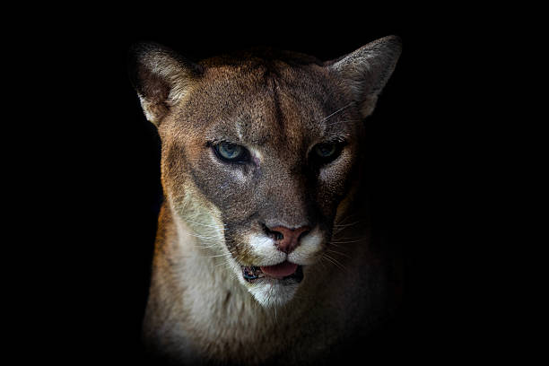 istock Puma mountain bike close up black background 2220652873