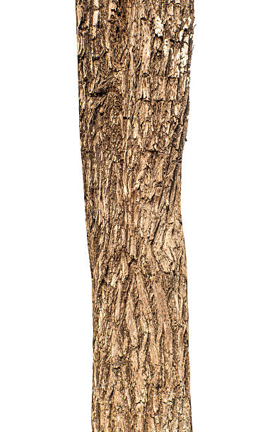 istock trunk of a tree Isolated On White Background 2220653465