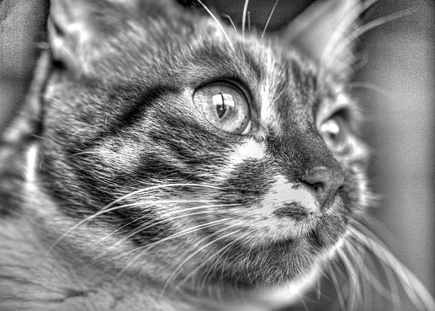 istock Funny cat face in black and white close up 2220654468