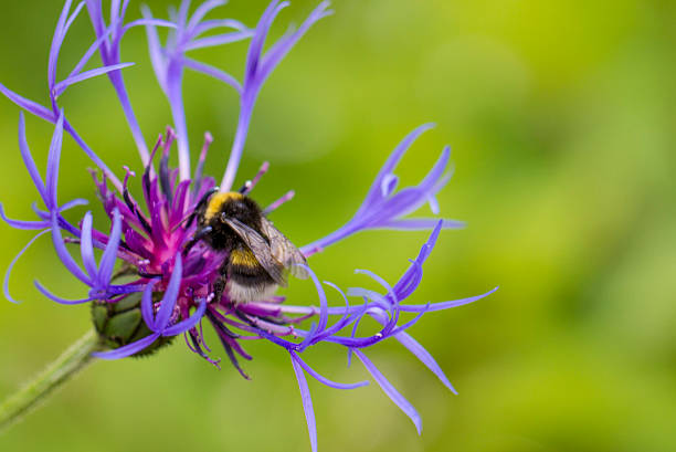 a mountain cornflower on a green background with a bumblebee pollinating a flower. close-up. natural lighting. mountain bluet. Centaurea montana.