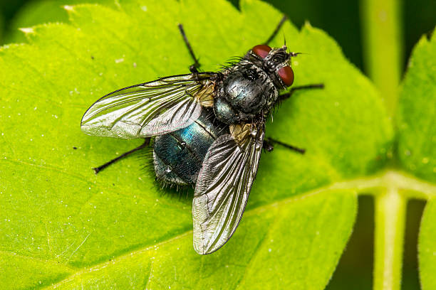 istock fly with a blue or turquoise belly on a green leaf. close-up. macrophotography. natural lighting. Calliphora uralensis. Calliphoridae. blue fly. fly 2220656329