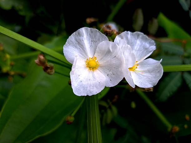 Water Jasmine is a very beautiful and refreshing plant, this flower is also called [Echinodorus Paleafolius]. This jasmine is very unique because it lives in water. The white flowers usually have 3 petals with yellow stamens in the middle that form a circle.