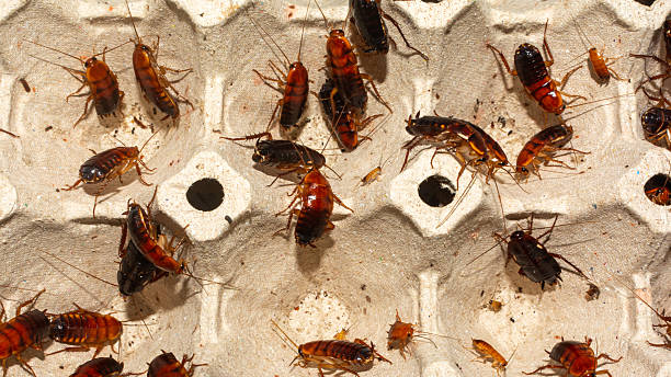 istock Red runner cockroaches crawling on an egg carton 2220657625