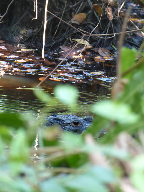 istock Eye of a Crocodile 2220660910