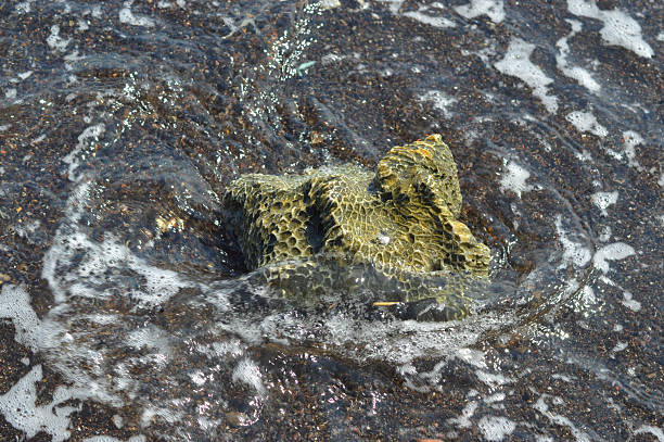 istock Coral rock being splashed by incoming sea waves 2220661377