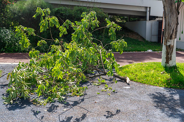istock fallen trees on the road after wind storm 2220662100