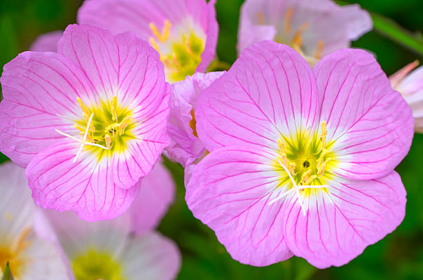 Day evening primerose. Pink MS Oenothera odorata flower in korea