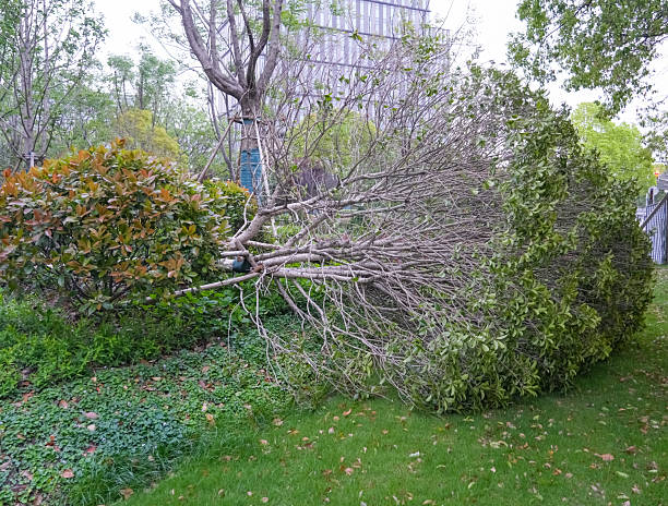 istock fallen trees in landscaped garden after wind storm 2220662538
