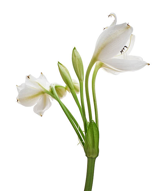 istock Crinum moorei flowers, Natal Lily, White Lily isolated on white background 2220662909