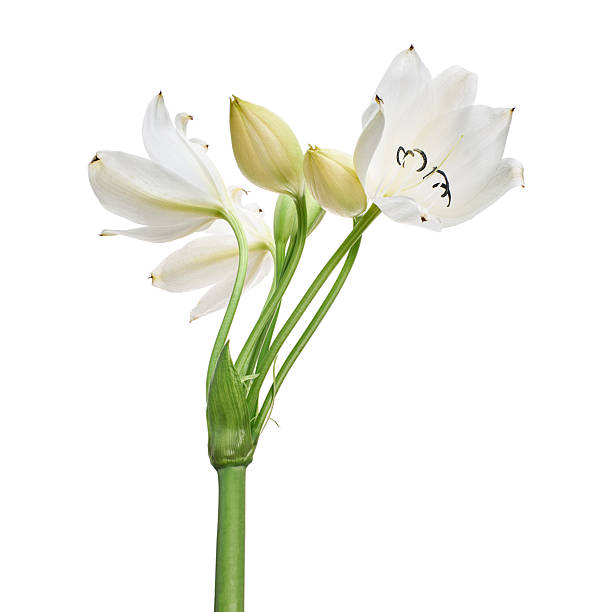 istock Crinum moorei flowers, Natal Lily, White Lily isolated on white background 2220662919