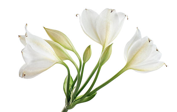 istock Crinum moorei flowers, Natal Lily, White Lily isolated on white background 2220662929