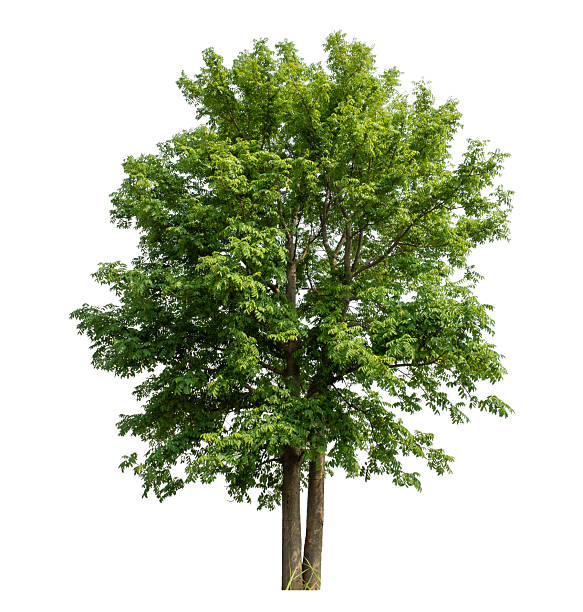 istock trees isolated on white background with clipping path and alpha channel 2220663790