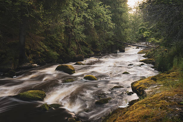 River in the middle of the forest