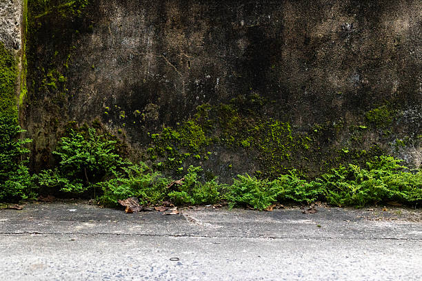 istock Lush green moss and ferns growing on old weathered stone wall 2220665742