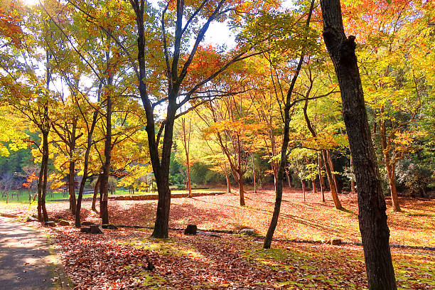 istock A forest of autumn leaves 2220666332