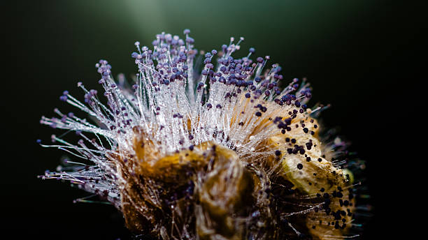 istock Mold growing on rotten fruit with purple spores 2220666396