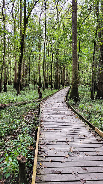 istock Boardwalk, Congaree National Park South Carolina Boardwalk vertical. 2220666447