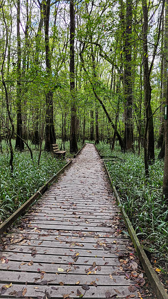 istock Boardwalk Loop Trail, Congaree National Park, South Carolina 2220666459