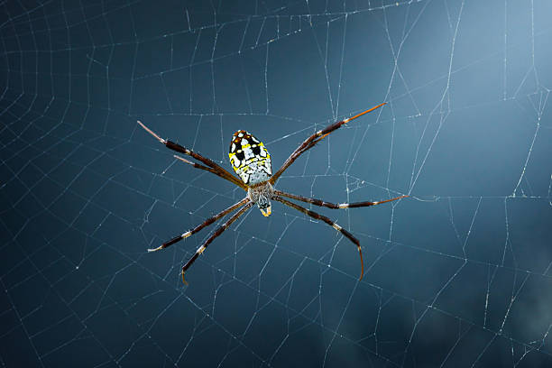 istock Colorful spider weaving its web on blue background 2220666510