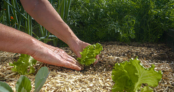CLOSE UP: Gardener gently transplants green baby lettuce seedling into raised bed, covered with mulch. Vibrant greenery of carrot plants and other veggies in thriving vegetable raised bed garden.
