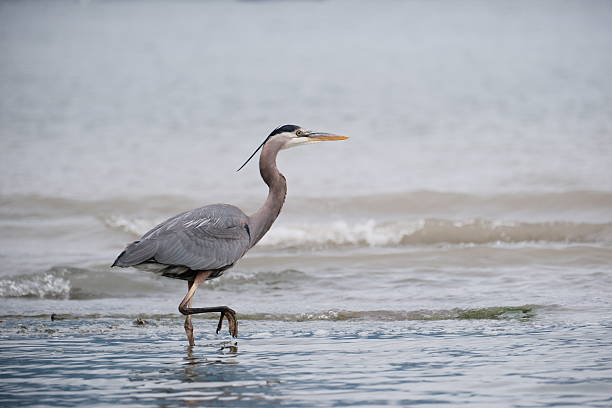 A great blue beron walks gracefully through shallow waters along the shoreline, its slender legs navigating the gentle surf. The bird's poised stance and striking plumage are highlighted against a muted, overcast background, capturing a serene moment in nature.