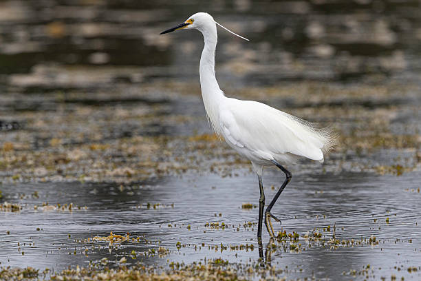istock Little Egret (Egretta garzetta), Narooma, NSW, March 2025 2220672508