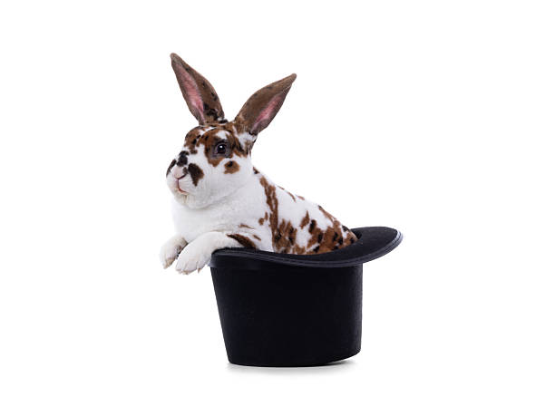 istock rabbit sitting in hat isolated on white background 2220672760
