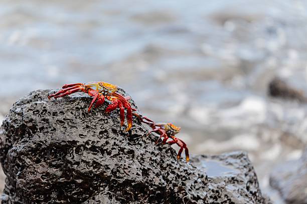 The Galapagos red crabs on a wet rock by the ocean shore, showcasing vibrant red and orange hues against a blurred water background.