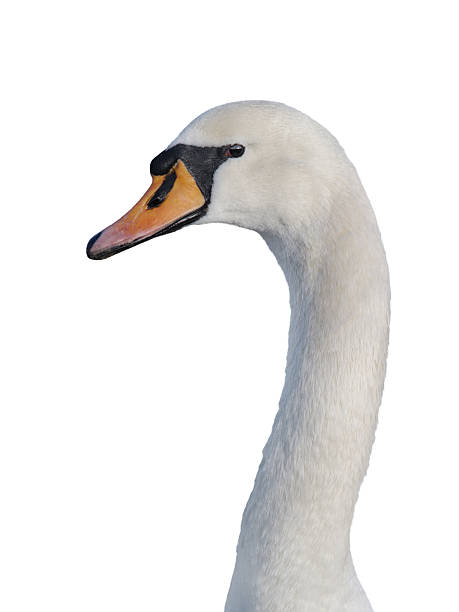 istock portrait of swan isolated on white background 2220672784