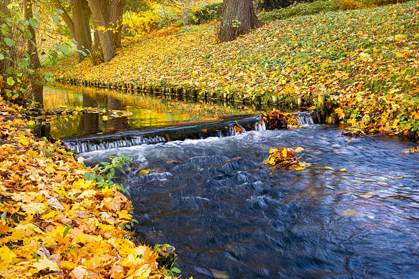 Beautiful autumn park landscape. Flowing brook and bright fallen yellow maple leaves