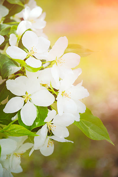 istock White flowers of blooming apple tree against background sunlight. 2220674200