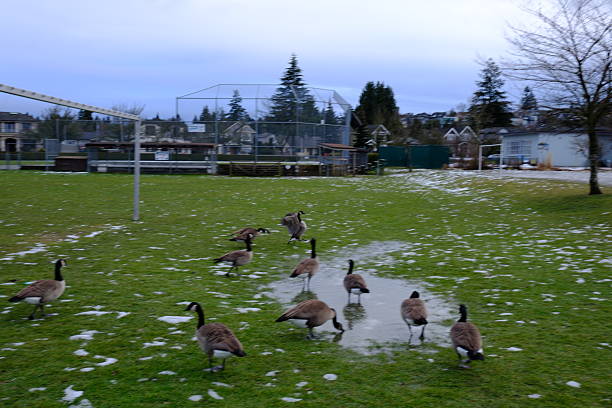 istock Canadian Geese on Spring Grassland 2220674902