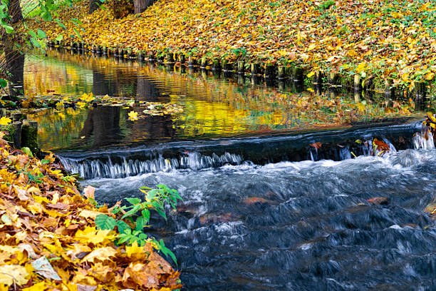 Beautiful autumn park landscape. Flowing brook and bright fallen yellow maple leaves