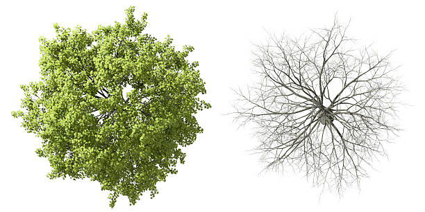 istock Aerial view life tree ecology cutout white backgrounds 3d render 2220676690