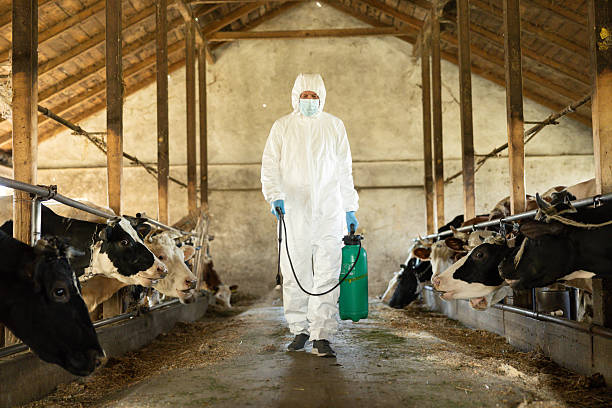 người đàn ông mặc đồ bảo hộ với bò - livestock biosecurity hình ảnh sẵn có, bức ảnh & hình ảnh trả phí bản quyền một lần