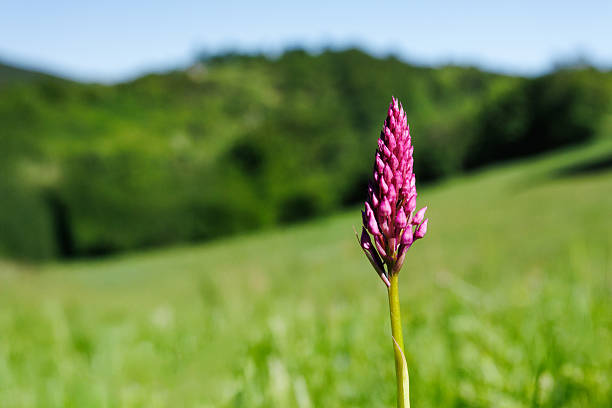 Close-up of an Early Purple Orchid blooming in Spring.
