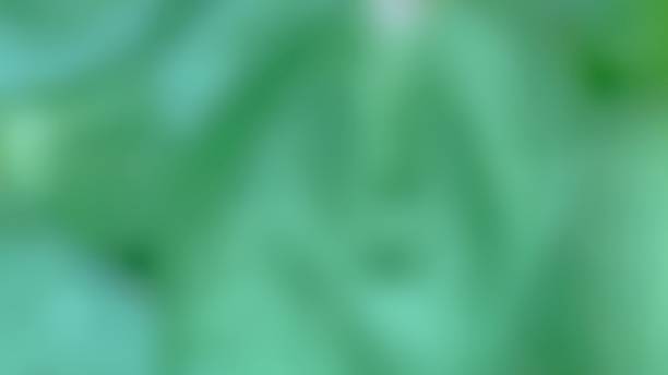 istock Soft abstract green and white background  for fresh, relax, environment concept 2220680375
