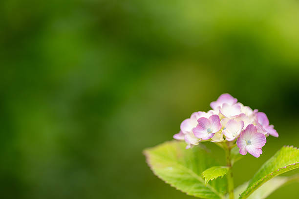 Photographing rain-wet hydrangeas with a macro lens