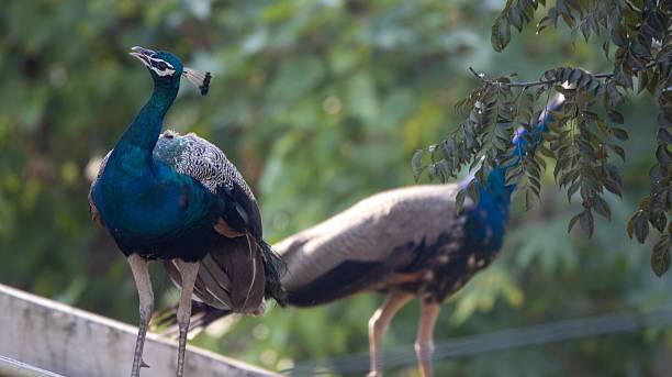 istock Two Indian peacocks standing on a concrete ledge. 2220681515