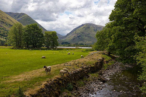 istock Sheep Grazing in an English Field by a stream 2220681760